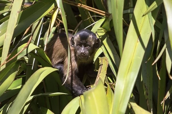 Tufted Capuchin, Black-capped Capuchin or Pin Monkey -Cebus apella-, infant sitting in a palm, Northwood, Christchurch, Canterbury Region, New Zealand