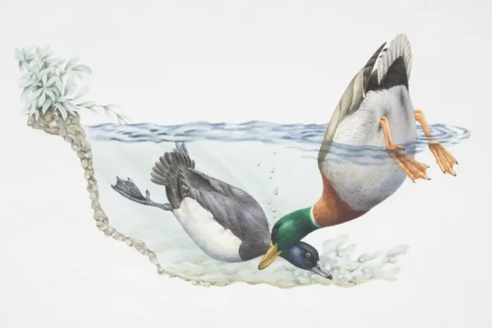 Framed Print : Tufted Duck, Aythya fuligula, diving underwater whilst Mallard Duck, Anas platyrhynchos, dabbles Framed Print : Tufted Duck, Aythya fuligula, diving underwater whilst Mallard Duck, Anas platyrhynchos, dabbles