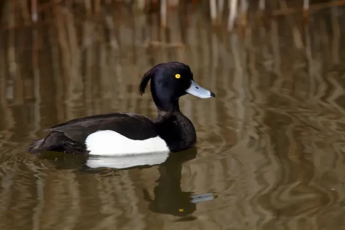 Framed Print : Tufted Duck -Aythya fuligula-, drake swimming in a pond, Lauwersmeer National Park, Lauwers Sea, Holland, Netherlands, Europe Framed Print : Tufted Duck -Aythya fuligula-, drake swimming in a pond, Lauwersmeer National Park, Lauwers Sea, Holland, Netherlands, Europe