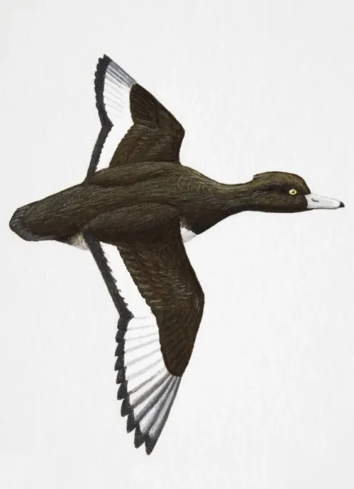 Framed Print : Tufted Duck (Aythya fuligula), medium-sized, adult male diving duck Framed Print : Tufted Duck (Aythya fuligula), medium-sized, adult male diving duck