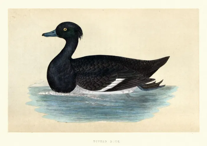 Framed Print : Tufted duck, Aythya fuligula, Wildlife, Birds, Diving ducks, Art Prints Framed Print : Tufted duck, Aythya fuligula, Wildlife, Birds, Diving ducks, Art Prints