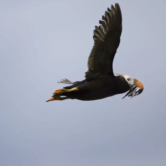 Framed Print : Tufted Puffin, Katmai National Park, Alaska Framed Print : Tufted Puffin, Katmai National Park, Alaska