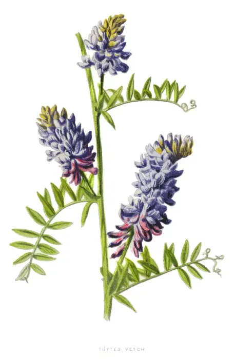 Framed Print : tufted vetch, cow vetch, bird vetch, blue vetch, boreal vetch Framed Print : tufted vetch, cow vetch, bird vetch, blue vetch, boreal vetch