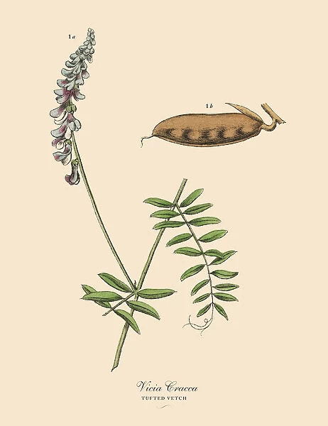 Tufted Vetch, Legumes, Victorian Botanical Illustration