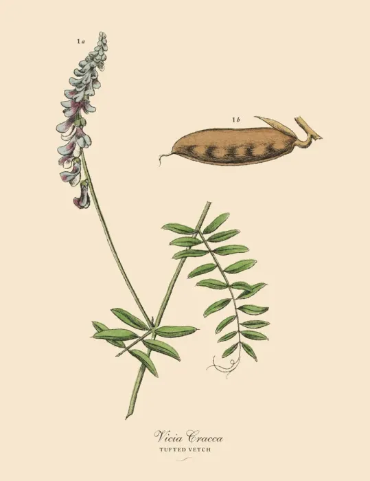 Framed Print : Tufted Vetch, Legumes, Victorian Botanical Illustration Framed Print : Tufted Vetch, Legumes, Victorian Botanical Illustration