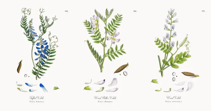 Framed Print : Tufted Vetch, Vicia Cracca, Victorian Botanical Illustration, 1863 Framed Print : Tufted Vetch, Vicia Cracca, Victorian Botanical Illustration, 1863