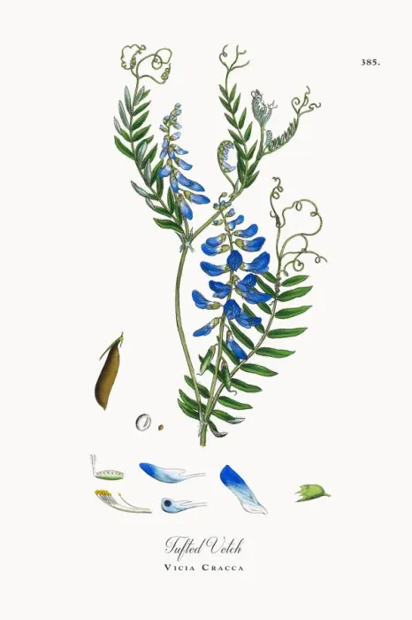 Framed Print : Tufted Vetch, Vicia Cracca, Victorian Botanical Illustration, 1863 Framed Print : Tufted Vetch, Vicia Cracca, Victorian Botanical Illustration, 1863