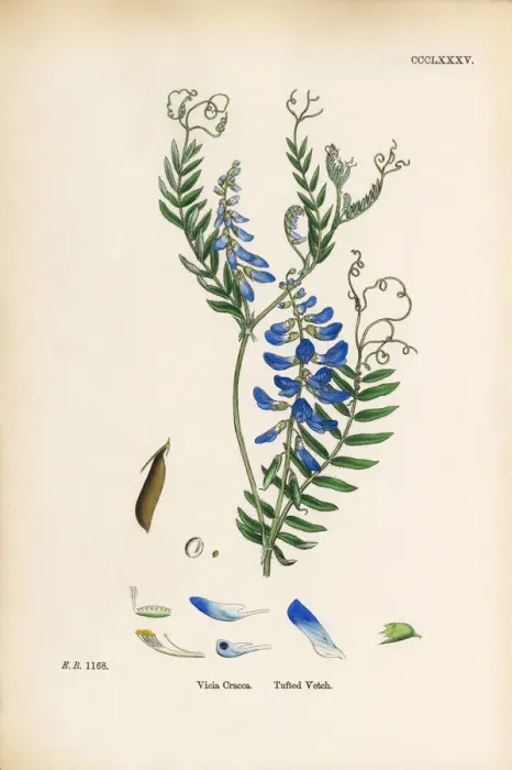 Framed Print : Tufted Vetch, Vicia Cracca, Victorian Botanical Illustration, 1863 Framed Print : Tufted Vetch, Vicia Cracca, Victorian Botanical Illustration, 1863