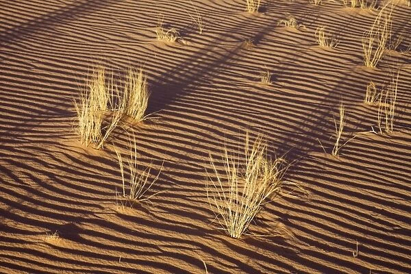 Tufts of grass in the sand of the Libyan Desert, Wadi Awis, Sahara, Libya, North Africa, Africa