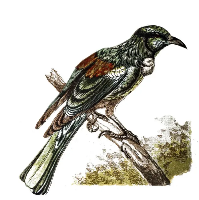 Framed Print : The tui (Prosthemadera novaeseelandiae) Framed Print : The tui (Prosthemadera novaeseelandiae)