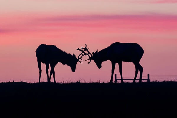 Tule elk. A pair of tule elk at point reyes