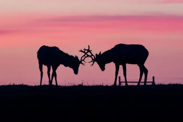Framed Print : Tule elk. A pair of tule elk at point reyes Framed Print : Tule elk. A pair of tule elk at point reyes