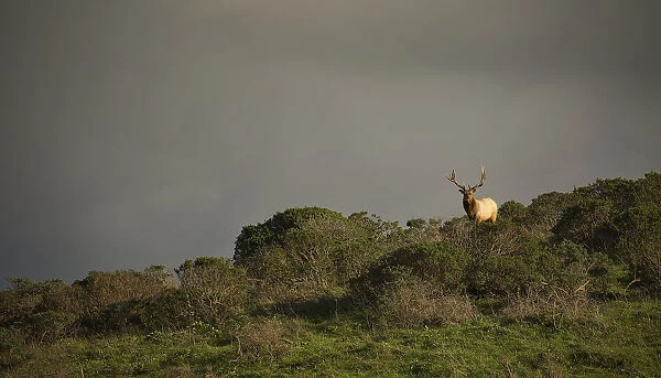 Tule Elk. A bull elk stands in the thick brush as a storm approaches in