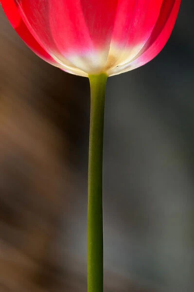 The tulip. This photograph represents a garden tulip that looks like a glass of red wine