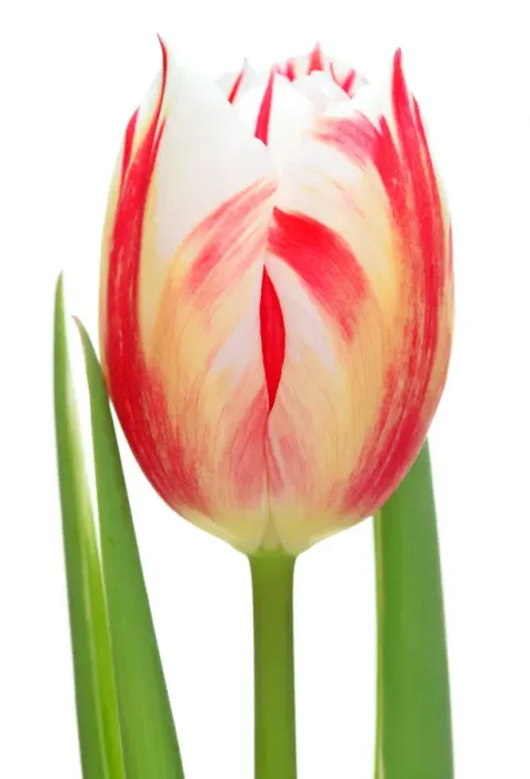 Framed Print : Tulip Carnaval de Rio Framed Print : Tulip Carnaval de Rio