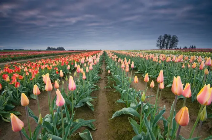 Framed Print : Tulip Festival Framed Print : Tulip Festival