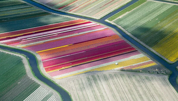 Tulip fields, aerial view, South Holland, the Netherlands