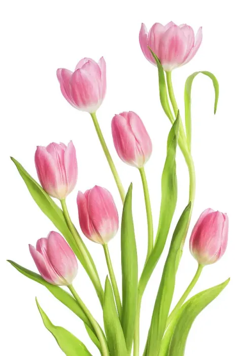Framed Print : Tulip flowers Framed Print : Tulip flowers