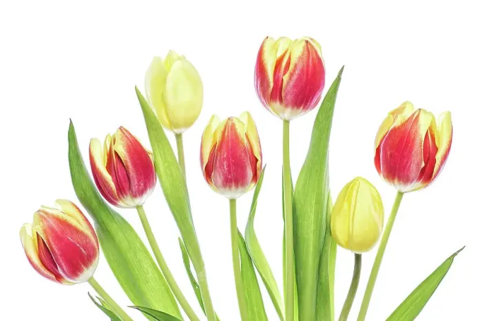 Framed Print : Tulip flowers Framed Print : Tulip flowers
