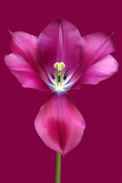 Framed Print : Music. Tulip Music Framed Print : Music. Tulip Music