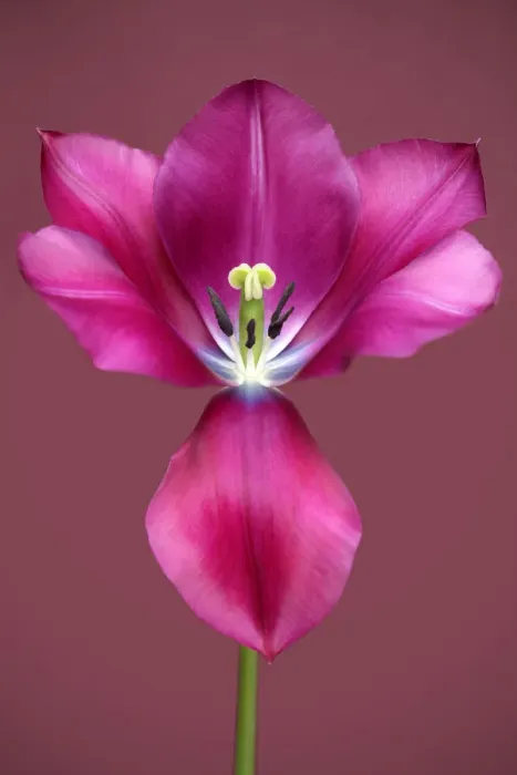 Framed Print : Tulip Music Framed Print : Tulip Music