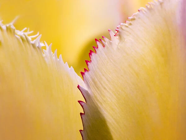 Tulip petal abstract