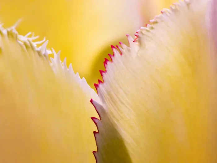 Framed Print : Tulip petal abstract Framed Print : Tulip petal abstract