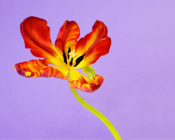Framed Print : tulip on purple