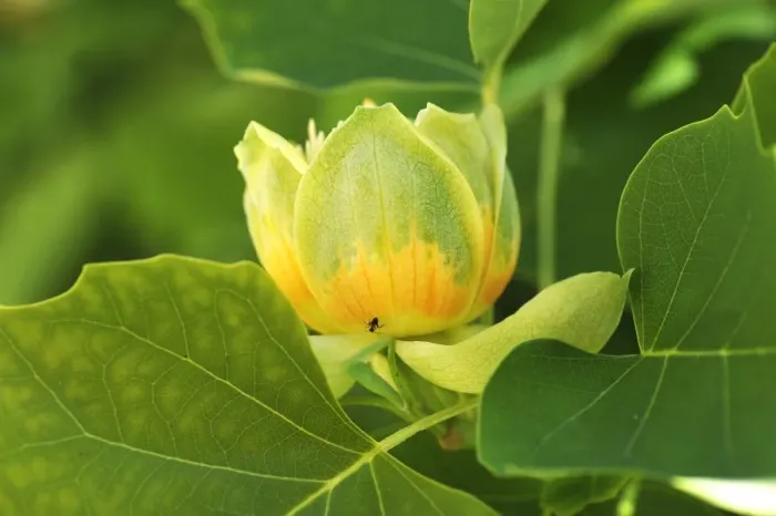 Framed Print : Tulip Tree -Liriodendron tulipifera-, blossom, Salzburg, Salzburg State, Austria Framed Print : Tulip Tree -Liriodendron tulipifera-, blossom, Salzburg, Salzburg State, Austria