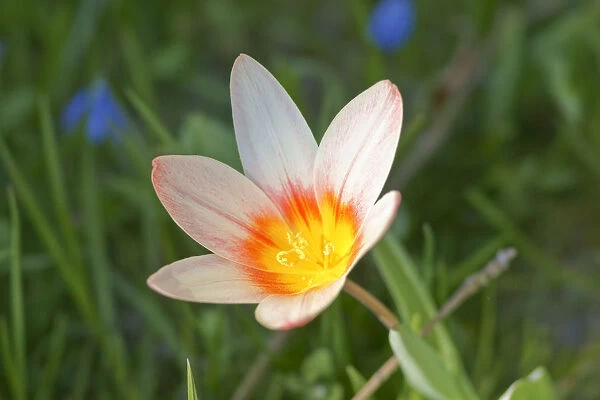 Tulip -Tulipa-, Baden-Wurttemberg, Germany