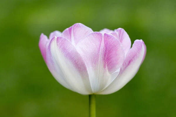 Tulip -Tulipa-, flower