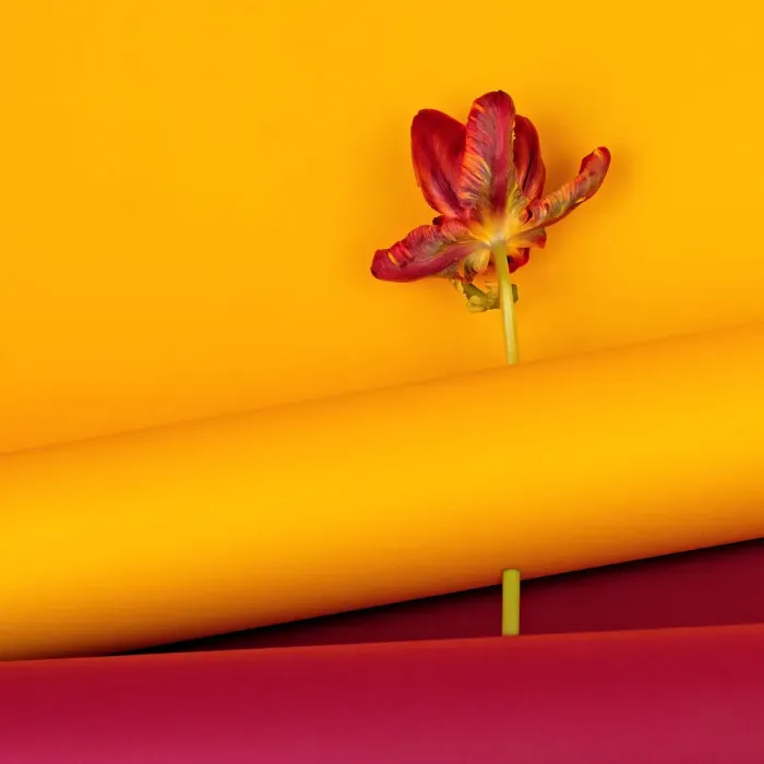 Framed Print : tulip on yellow Framed Print : tulip on yellow