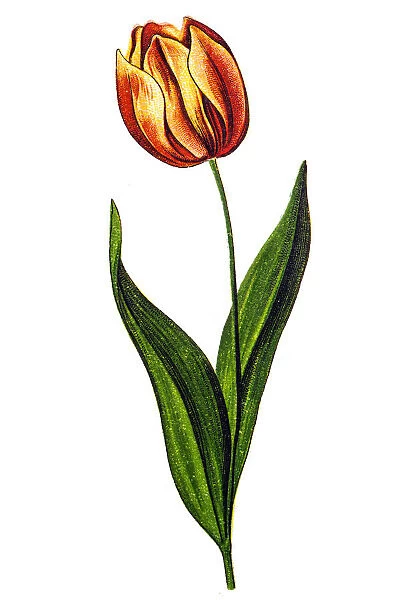 Tulipa gesneriana, the Didiers tulip or garden tulip, is a species of plants in the lily family