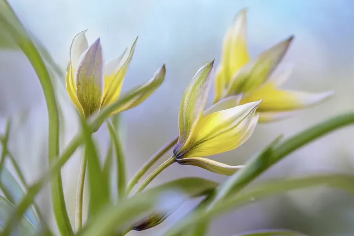Framed Print : Tulipa Tarda Framed Print : Tulipa Tarda