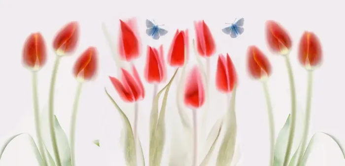 Framed Print : Tulips. Scanned tulips Framed Print : Tulips. Scanned tulips