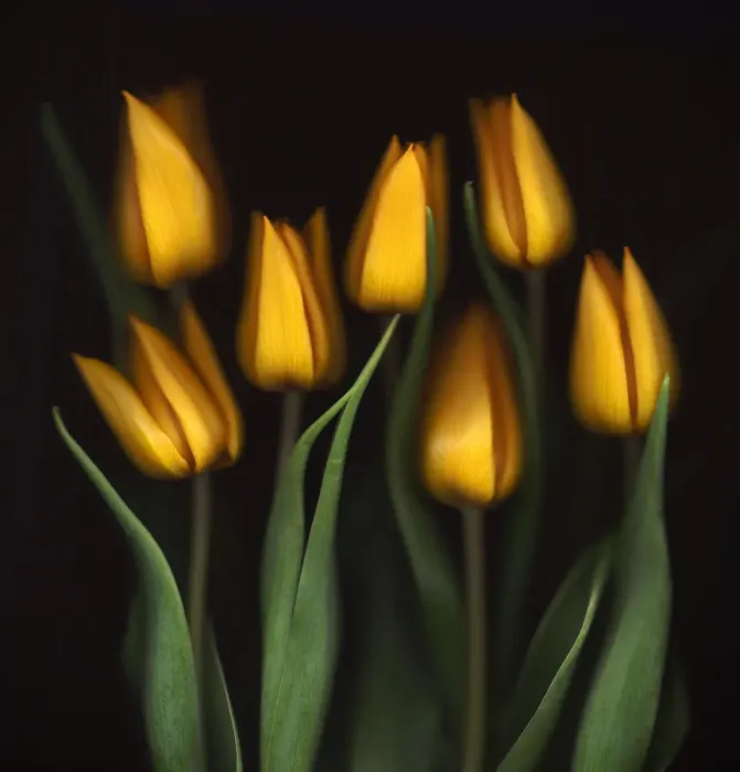 Framed Print : Tulips Framed Print : Tulips