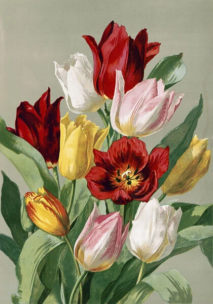 Tulips. Vintage illustration of tulips, a bulbous spring-flowering plant