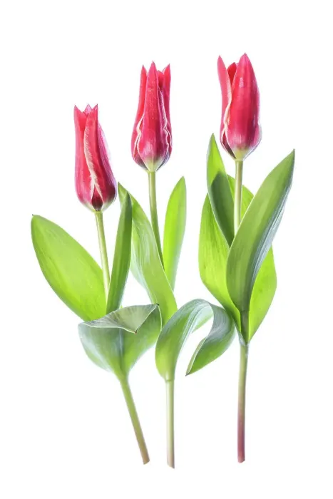 Framed Print : Tulips. Beautiful spring flowering crimson red and pale cream blooms of the Tulip Framed Print : Tulips. Beautiful spring flowering crimson red and pale cream blooms of the Tulip