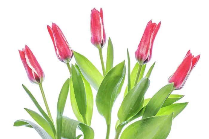 Framed Print : Tulips. Beautiful spring flowering crimson red and pale cream blooms of the Tulip Framed Print : Tulips. Beautiful spring flowering crimson red and pale cream blooms of the Tulip
