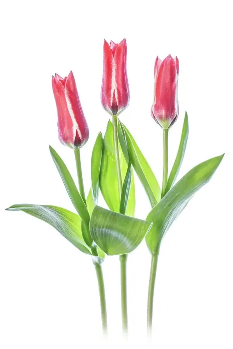Framed Print : Tulips. Beautiful spring flowering crimson red and pale cream blooms of the Tulip 