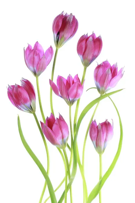 Framed Print : Tulips. Elegant arrangement of Tulip flowers Framed Print : Tulips. Elegant arrangement of Tulip flowers