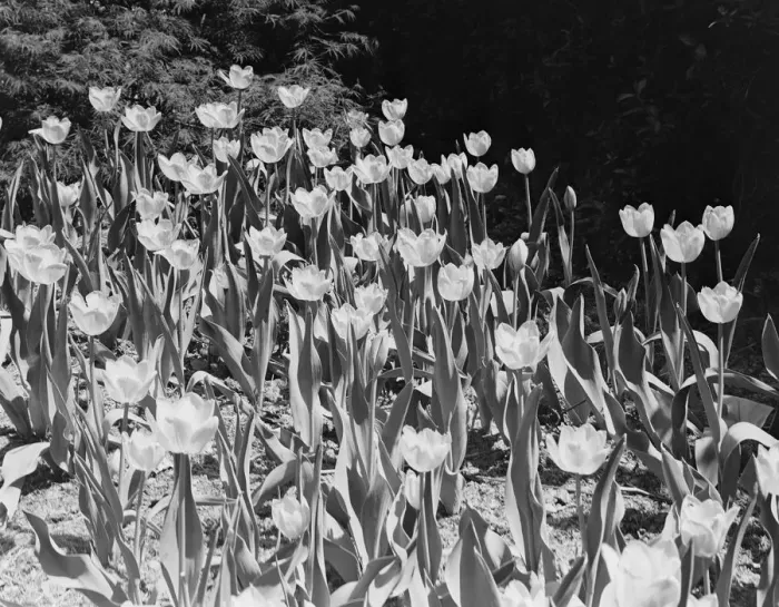 Framed Print : Tulips in bloom Framed Print : Tulips in bloom