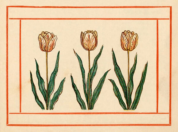 Tulips - Kate Greenaway, 1884