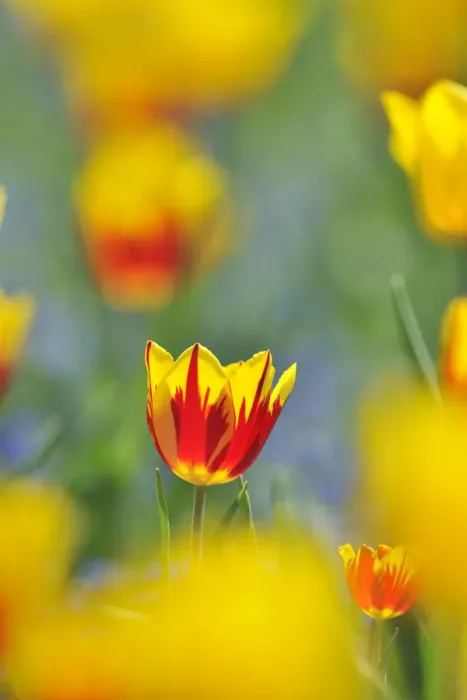 Framed Print : Tulips -Tulipa-, red, yellow