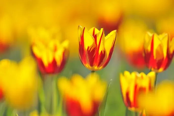 Framed Print : Tulips -Tulipa-, red, yellow Framed Print : Tulips -Tulipa-, red, yellow