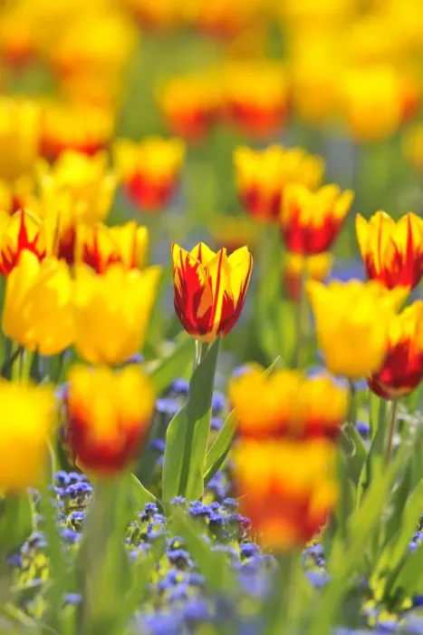 Framed Print : Tulips -Tulipa-, red, yellow Framed Print : Tulips -Tulipa-, red, yellow