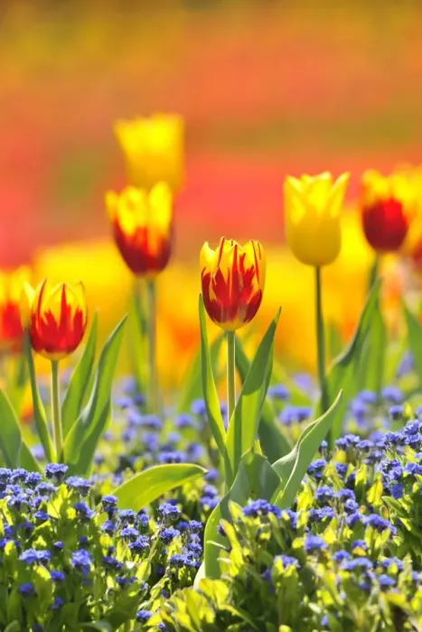 Framed Print : Tulips -Tulipa-, red, yellow Framed Print : Tulips -Tulipa-, red, yellow