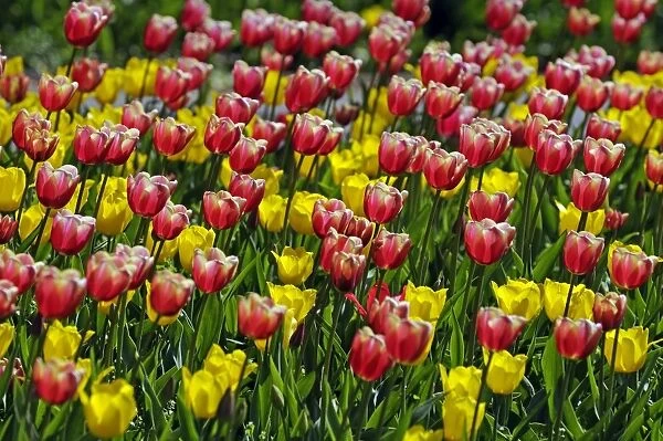 Tulips -Tulipa spp. -
