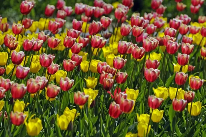 Framed Print : Tulips -Tulipa spp. - Framed Print : Tulips -Tulipa spp. -