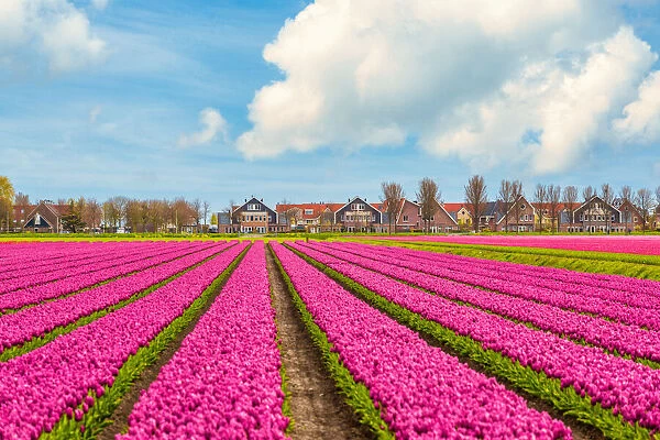 Tulips, windmills and flowers in springtime, northern Amsterdam, Netherlands